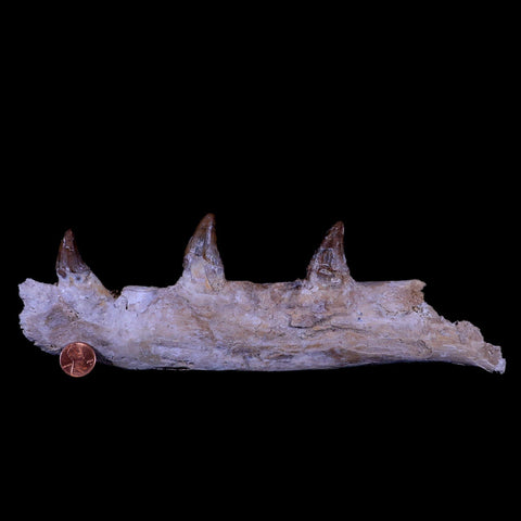 10.1 Basilosaurus Fossil Jaw Teeth 40-34 Mil Yrs Old Eocene COA - Fossil Age Minerals