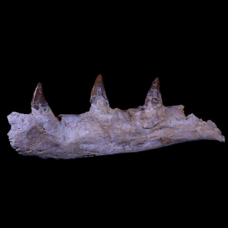 10.1 Basilosaurus Fossil Jaw Teeth 40-34 Mil Yrs Old Eocene COA