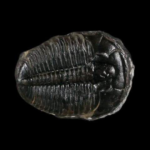 0.8" Elrathia Kingi Trilobite Fossil Utah Cambrian Age 521 Million Years Old COA - Fossil Age Minerals