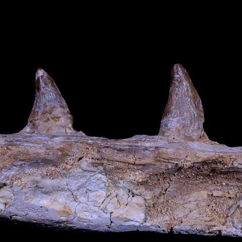10.1 Basilosaurus Fossil Jaw Teeth 40-34 Mil Yrs Old Eocene COA - Fossil Age Minerals