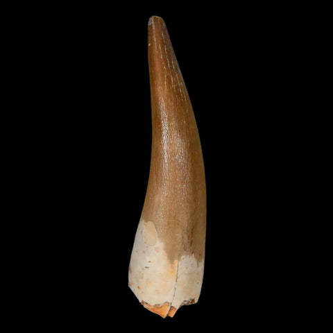 XL 2.3" Plesiosaur Zarafasaura Tooth Fossil Cretaceous Dinosaur Era COA, Stand - Fossil Age Minerals