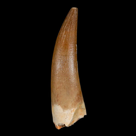 XL 2.3" Plesiosaur Zarafasaura Tooth Fossil Cretaceous Dinosaur Era COA, Stand