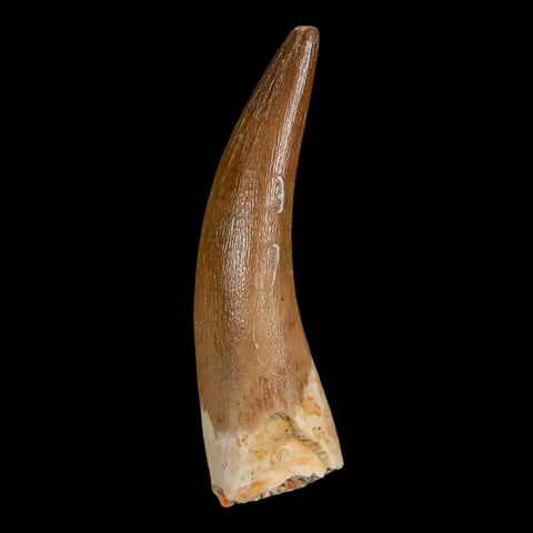 XL 2.3" Plesiosaur Zarafasaura Tooth Fossil Cretaceous Dinosaur Era COA, Stand - Fossil Age Minerals