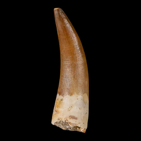 XL 2.3" Plesiosaur Zarafasaura Tooth Fossil Cretaceous Dinosaur Era COA, Stand - Fossil Age Minerals