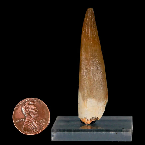 XL 2.3" Plesiosaur Zarafasaura Tooth Fossil Cretaceous Dinosaur Era COA, Stand - Fossil Age Minerals