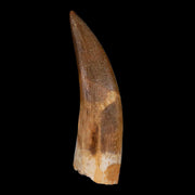 XL 2.3" Plesiosaur Zarafasaura Tooth Fossil Cretaceous Dinosaur Era COA, Stand