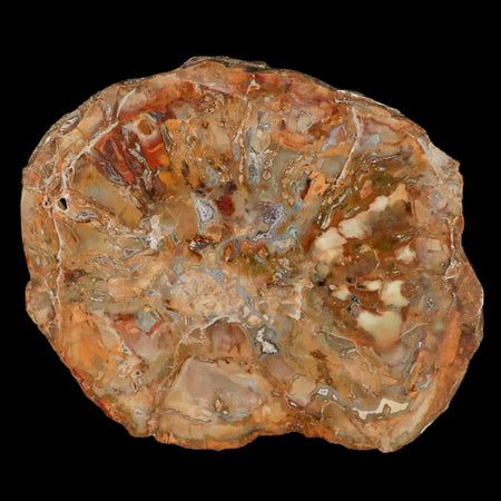 5.2" Fossilized Polished Petrified Wood Branch Madagascar 66-225 Million Yrs Old