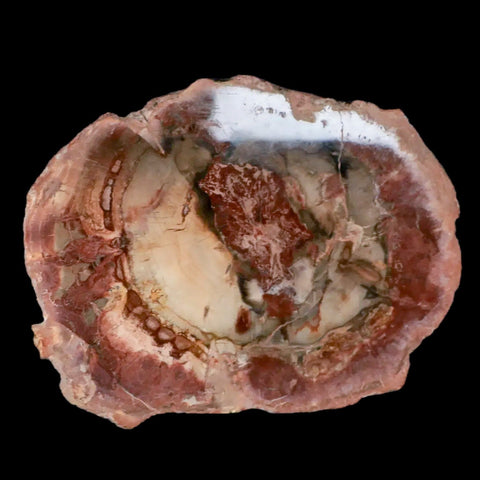 5.2" Fossilized Polished Petrified Wood Branch Madagascar 66-225 Million Yrs Old - Fossil Age Minerals