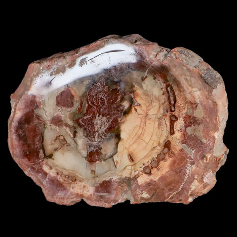 5.2" Fossilized Polished Petrified Wood Branch Madagascar 66-225 Million Yrs Old - Fossil Age Minerals