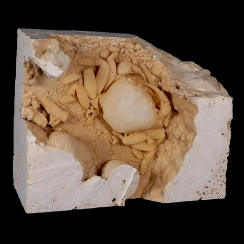 2.7" Potaman Sp Fossil Freshwater Crab In Travertine Denizli Basin Southwest Turkey - Fossil Age Minerals