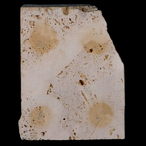 2.7" Potaman Sp Fossil Freshwater Crab In Travertine Denizli Basin Southwest Turkey - Fossil Age Minerals