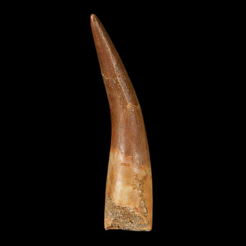 XXL 2.6" Plesiosaur Zarafasaura Tooth Fossil Cretaceous Dinosaur Era COA, Stand - Fossil Age Minerals