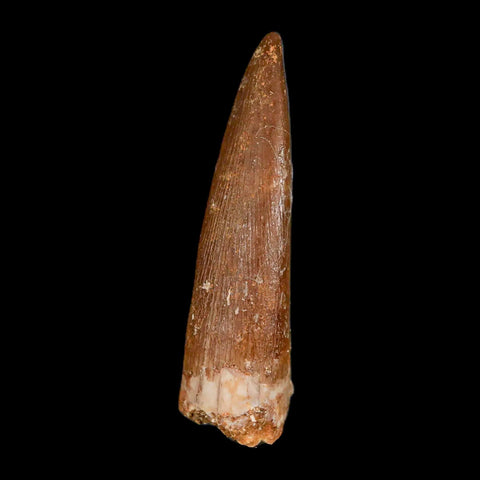 1.6" Plesiosaur Zarafasaura Tooth Fossil Cretaceous Dinosaur Era COA, Stand - Fossil Age Minerals