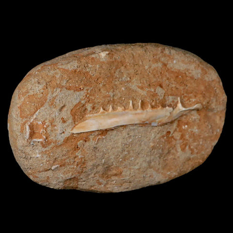 3.3" Saber Toothed Herring Fossil Tooth Jaw Section Enchodus Libycus Cretaceous Age - Fossil Age Minerals