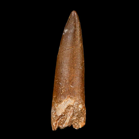 1.6" Plesiosaur Zarafasaura Tooth Fossil Cretaceous Dinosaur Era COA, Stand - Fossil Age Minerals