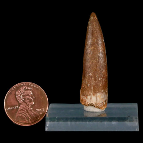 1.6" Plesiosaur Zarafasaura Tooth Fossil Cretaceous Dinosaur Era COA, Stand - Fossil Age Minerals