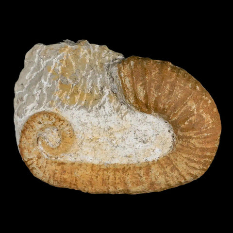 3.3" Heteromorph Rarest Of Fossil Ammonites Barremain Age Morocco Ancylocera - Fossil Age Minerals