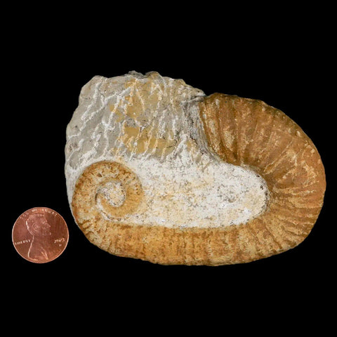 3.3" Heteromorph Rarest Of Fossil Ammonites Barremain Age Morocco Ancylocera - Fossil Age Minerals