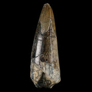 2.4" Sarcosuchus Imperator Crocodile Fossil Tooth Elrhaz FM Cretaceous Niger COA