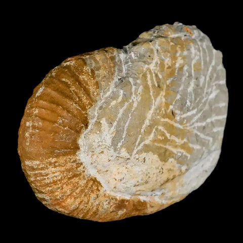 3.3" Heteromorph Rarest Of Fossil Ammonites Barremain Age Morocco Ancylocera - Fossil Age Minerals