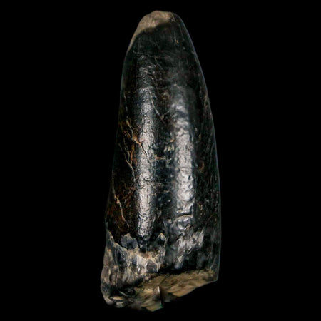 2.2" Sarcosuchus Imperator Crocodile Fossil Tooth Elrhaz FM Cretaceous Niger COA