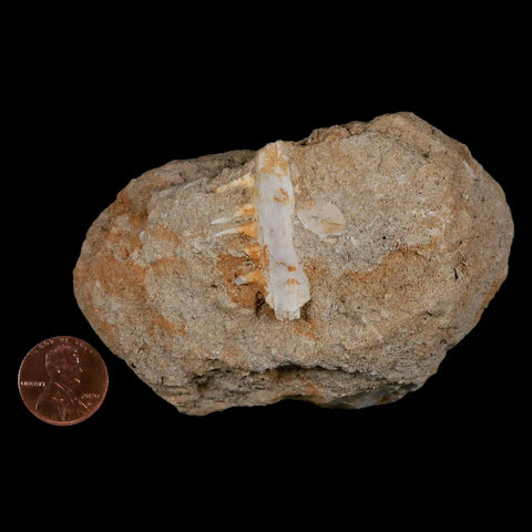 1.4" Saber Toothed Herring Fossil Tooth Jaw Section Enchodus Libycus Cretaceous Age - Fossil Age Minerals