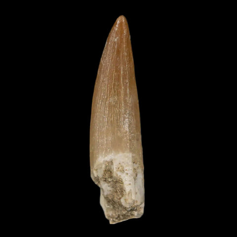 1.7" Plesiosaur Zarafasaura Tooth Fossil Cretaceous Dinosaur Era COA, Stand - Fossil Age Minerals