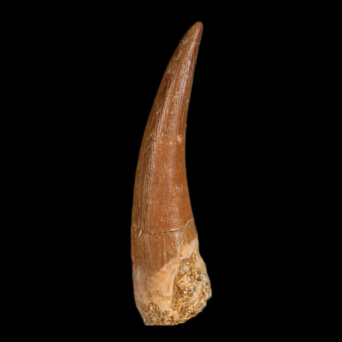 1.6" Plesiosaur Zarafasaura Tooth Fossil Cretaceous Dinosaur Era COA, Stand - Fossil Age Minerals