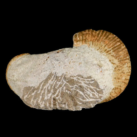 4.1" Heteromorph Rarest Of Fossil Ammonites Barremain Age Morocco Ancylocera - Fossil Age Minerals