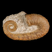 3.9" Heteromorph Rarest Of Fossil Ammonites Barremain Age Morocco Ancylocera