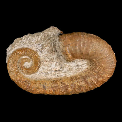 3.9" Heteromorph Rarest Of Fossil Ammonites Barremain Age Morocco Ancylocera - Fossil Age Minerals