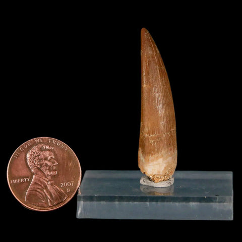 1.6" Plesiosaur Zarafasaura Tooth Fossil Cretaceous Dinosaur Era COA, Stand - Fossil Age Minerals