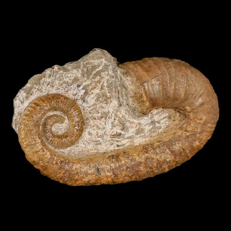 3.9" Heteromorph Rarest Of Fossil Ammonites Barremain Age Morocco Ancylocera