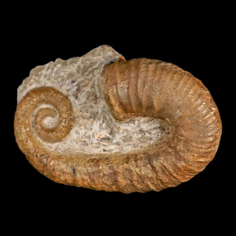 3.9" Heteromorph Rarest Of Fossil Ammonites Barremain Age Morocco Ancylocera - Fossil Age Minerals