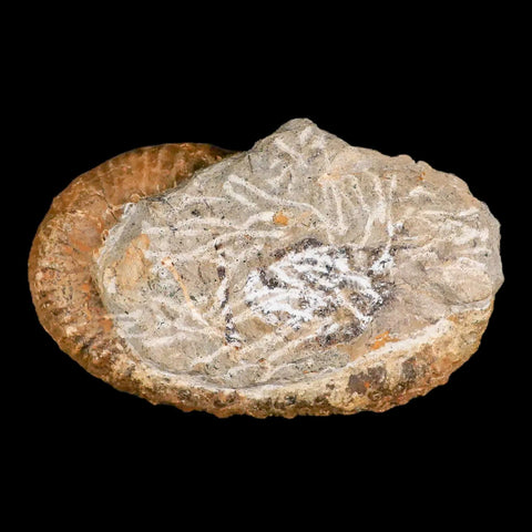 3.9" Heteromorph Rarest Of Fossil Ammonites Barremain Age Morocco Ancylocera - Fossil Age Minerals