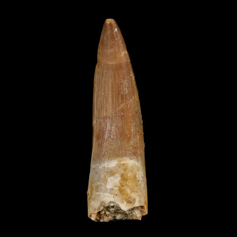 1.8" Plesiosaur Zarafasaura Tooth Fossil Cretaceous Dinosaur Era COA, Stand - Fossil Age Minerals