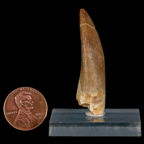 1.8" Plesiosaur Zarafasaura Tooth Fossil Cretaceous Dinosaur Era COA, Stand - Fossil Age Minerals