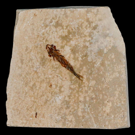 0.9" Hemisaurida Fossil Fish Plate Cretaceous Dinosaur Age Hakel Lebanon