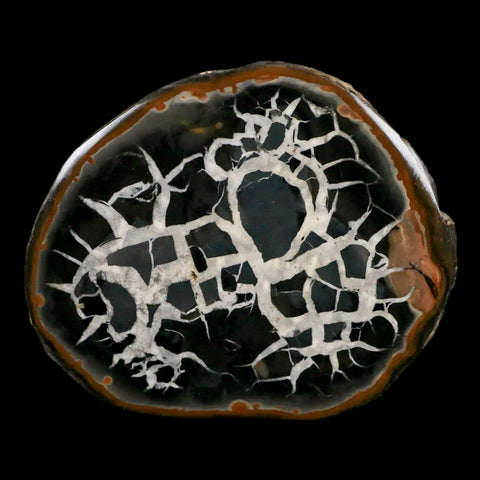 XL 3.9" Septarian Dragon Stone Polished Halves Nodule Mineral Specimen Morocco - Fossil Age Minerals