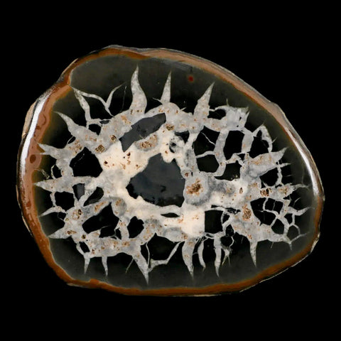 XL 3.3" Septarian Dragon Stone Polished Halves Nodule Mineral Specimen Morocco - Fossil Age Minerals