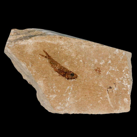 0.8" Hemisaurida Fossil Fish Plate Cretaceous Dinosaur Age Hakel Lebanon