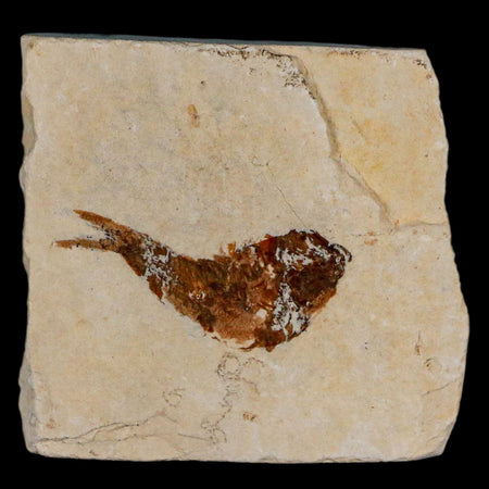 1.3" Ctenothrissa Fossil Fish Plate Cretaceous Dinosaur Age Hakel Lebanon