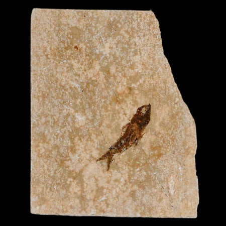 0.9" Hemisaurida Fossil Fish Plate Cretaceous Dinosaur Age Hakel Lebanon