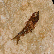 0.9" Hemisaurida Fossil Fish Plate Cretaceous Dinosaur Age Hakel Lebanon