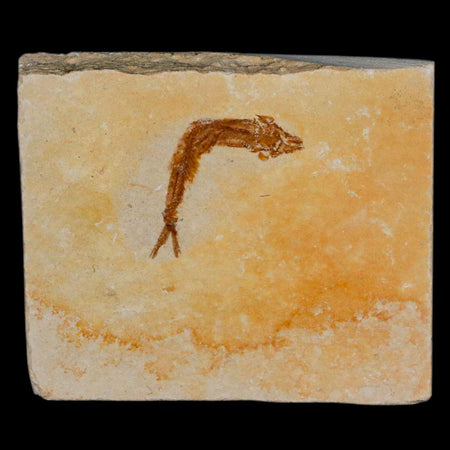 1.2" Hemisaurida Fossil Fish Plate Cretaceous Dinosaur Age Hakel Lebanon