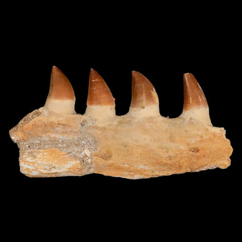 5.3" Mosasaur Prognathodon Fossil Jaw Teeth Cretaceous Dinosaur Era COA - Fossil Age Minerals