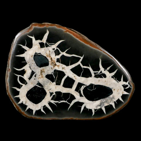 XL 4" Septarian Dragon Stone Polished Halves Nodule Mineral Specimen Morocco - Fossil Age Minerals