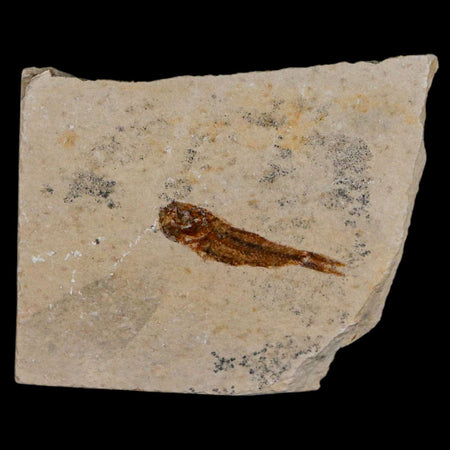 1.1" Hemisaurida Fossil Fish Plate Cretaceous Dinosaur Age Hakel Lebanon