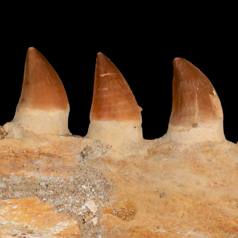 5.3" Mosasaur Prognathodon Fossil Jaw Teeth Cretaceous Dinosaur Era COA - Fossil Age Minerals