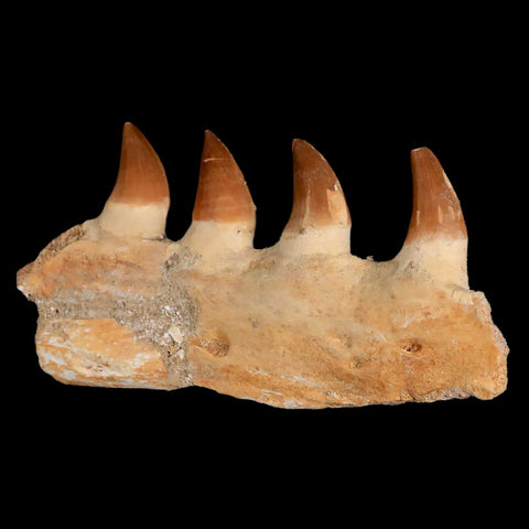 5.3" Mosasaur Prognathodon Fossil Jaw Teeth Cretaceous Dinosaur Era COA - Fossil Age Minerals